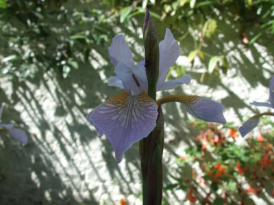 DSCF7776bis.JPG