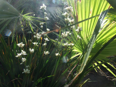DSCF7786bis.JPG