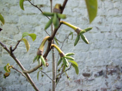 DSCF7788bis.JPG