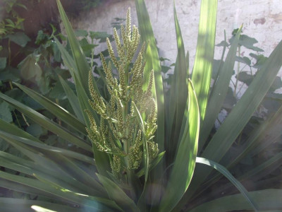 DSCF7794bis.JPG