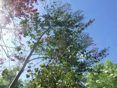 DSCF7796bis.JPG