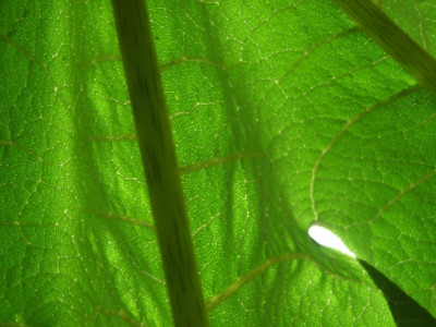 DSCF7819bis.JPG