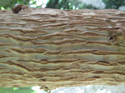DSCF7820bis.JPG