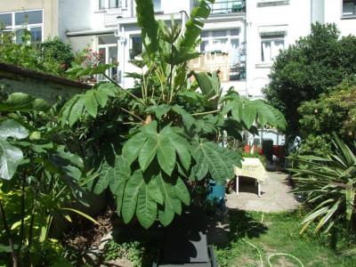 DSCF7832bis.JPG