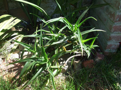 DSCF7835bis.JPG