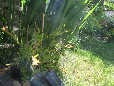 DSCF7843bis.JPG