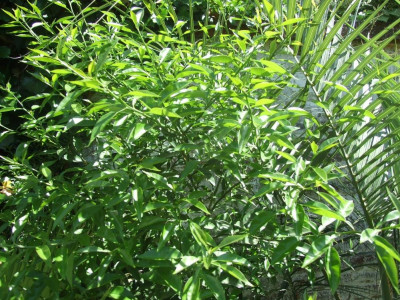 DSCF7850bis.JPG
