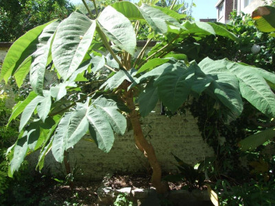 DSCF7856bis.JPG