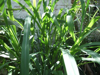 DSCF7897bis.JPG
