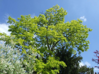 DSCF7904bis.JPG