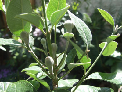DSCF7906bis.JPG