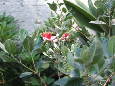 DSCF7926bis.JPG