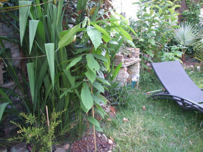 DSCF7928bis.JPG