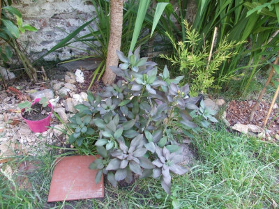 DSCF7929bis.JPG