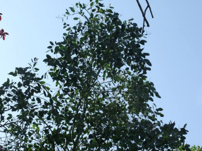 DSCF7932bis.JPG