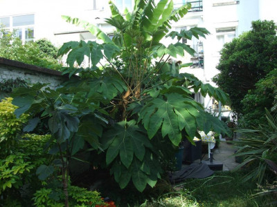 DSCF7935bis.JPG