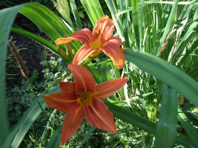 DSCF7946bis.JPG