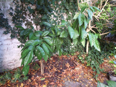 DSCF7955bis.JPG