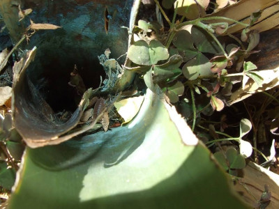 DSCF7979bis.JPG