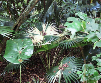 Le Coccothrinax barbadensis variegata se porte bien dans son coin de forêt.