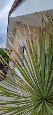 yucca 1.jpg