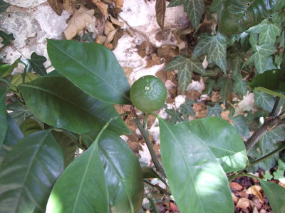 DSCF8009bis.JPG