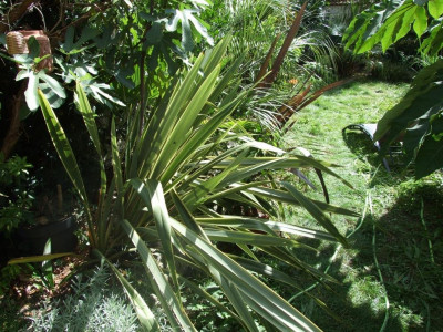 DSCF8010bis.JPG