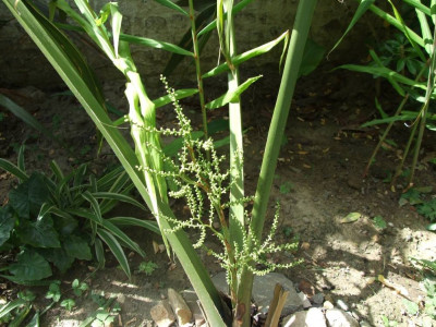 DSCF8014bis.JPG