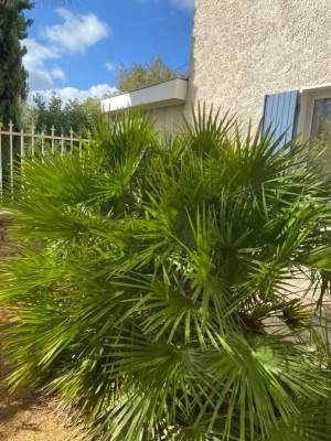 Chamaerops humilis