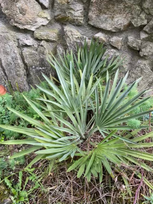 Trithrinax nain