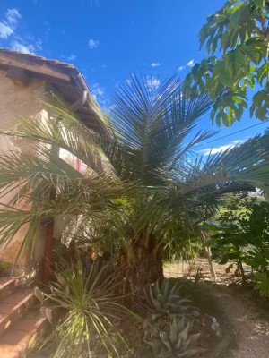 Jubaea chilensis