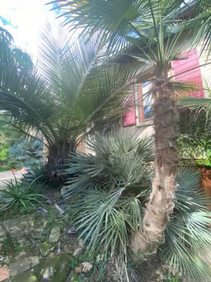 Trachy ukrulensis et trithrinax capestris