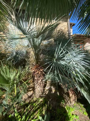 Chamaerops humilis var. cerifera