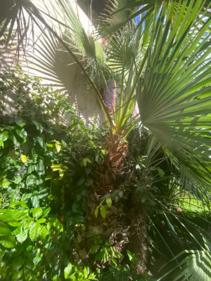 Un washingtonia filifera un peu étouffé par un trachycarpus princeps