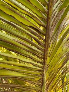 IMG_4214.jpeg