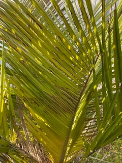 IMG_4212.jpeg