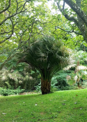 IMG_20251026_185606.jpg (449.7 Kio) Vu 300 fois Un des butia du JB de Brest