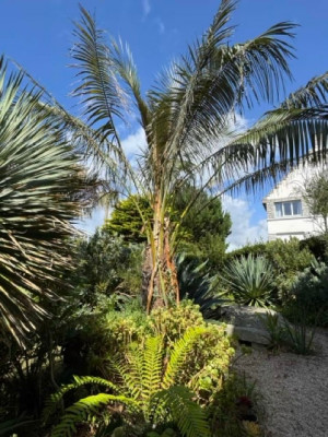 Parajubaea sunkha  - Moyenne.jpeg