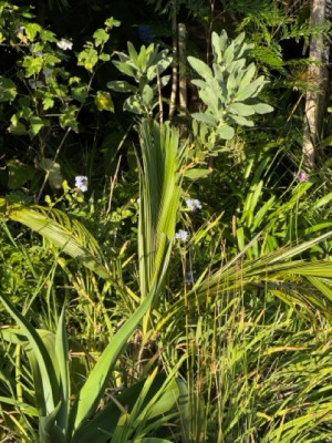 Parajubaea cocoides - Moyenne.jpeg