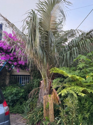 Parajubaea tVT - Moyenne.jpeg