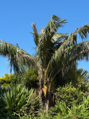 Parajubaea TVM - Moyenne.jpeg