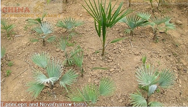 trachycarpus princeps and nova.jpg