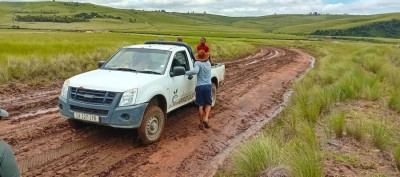 Sur la route des palmiers