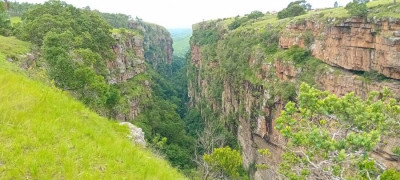 Proteas à flanc de falaise