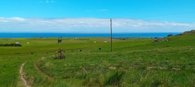 Herbage et bétail à perte de vue