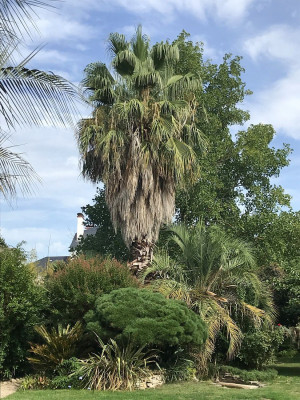 Washingtonia filibusta