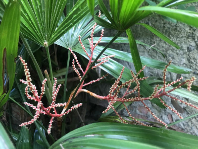 Fleur de Rhapis excelsa