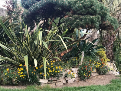 Giroflées et Phormium