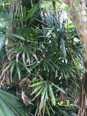 Rhapis 'alicia' laoensis x humilis