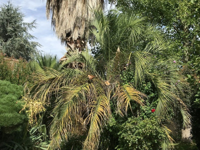 Butia odorata vert